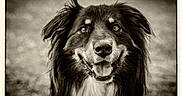 Swell participe au concours pour gagner de l'argent avec cette photo : dog, portrait, sepia, smiling, happy, animal, pet, fur, tongue, ears, nostalgic, vintage, closeup, outdoor, canine, friendly, expression, cute, framed, nose