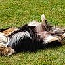 Swell a rejoint le concours — aidez-le/la à gagner de superbes lots ! dog, grass, outdoor, pet, animal, relaxing, sunlight, fur, nature, playful, canine, laying_down, greenery, summer, happy, domestic_animal, mammal, resting, cute, fluffy