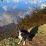Swell participe au concours pour gagner de l'argent avec cette photo : dog, water, lake, reflection, grass, mud, trees, sky, clouds, outdoor, nature, animal, canine, pet, shore, sunlight, shadow, wet_dog, summer, peaceful
