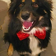 Swell a rejoint le concours — aidez-le/la à gagner de superbes lots ! dog, black_dog, red_bow_tie, pet, canine, happy, smiling, indoors, floor, fur, ears, tongue, eyes, cute, friendly, animal, portrait, sitting, muzzle, companion