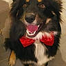 dog, black_dog, red_bow_tie, pet, canine, happy, smiling, indoors, floor, fur, ears, tongue, eyes, cute, friendly, animal, portrait, sitting, muzzle, companion