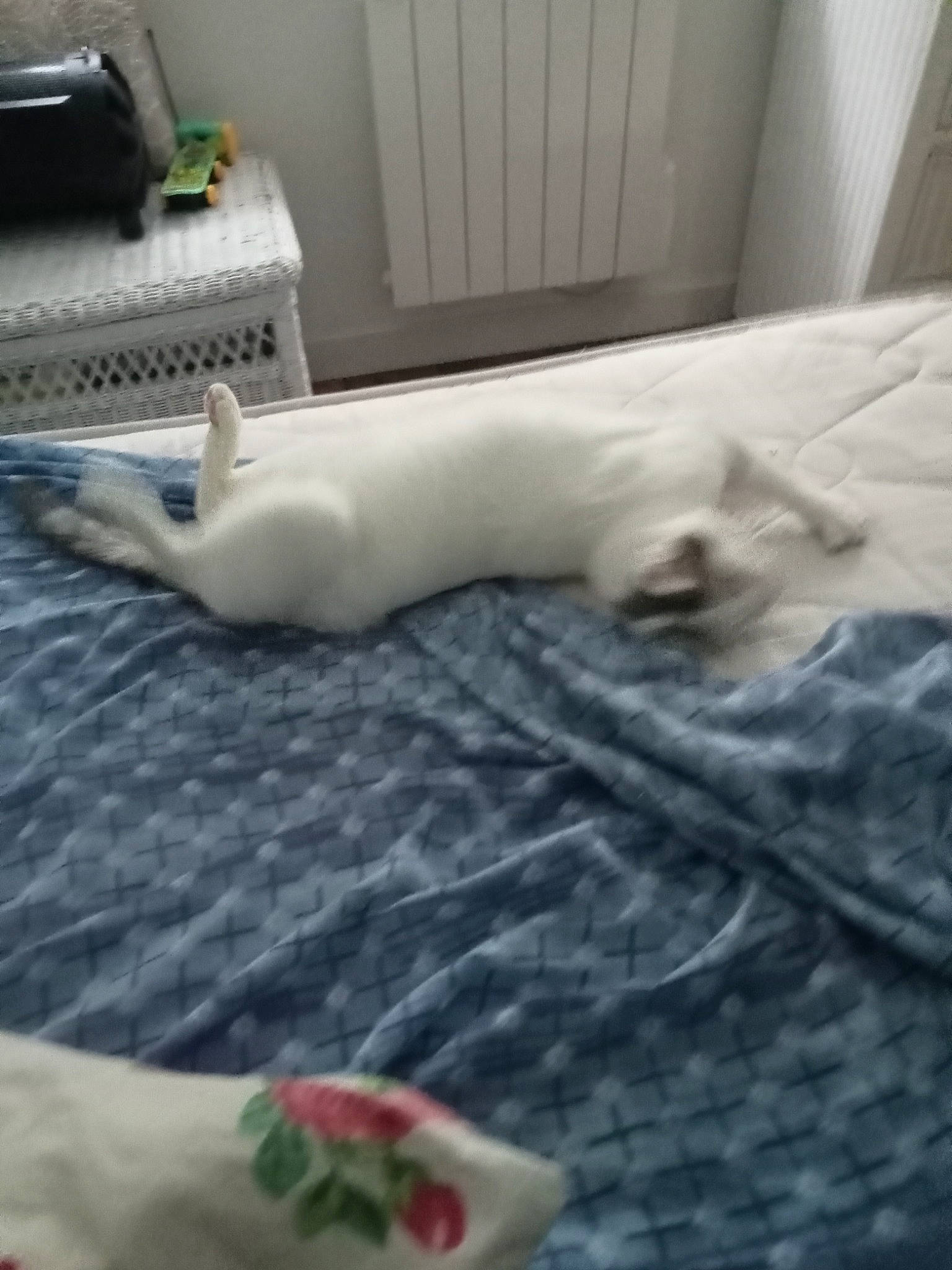 Felix a rejoint le concours — aidez-le/la à gagner de superbes lots ! carnivore, comfort, companion_dog, computer_keyboard, dog_breed, fawn, felidae, flooring, foot, hardwood, human_leg, linens, pattern, room, small_to_medium_sized_cats, sporting_group, tail, textile, whiskers, wood