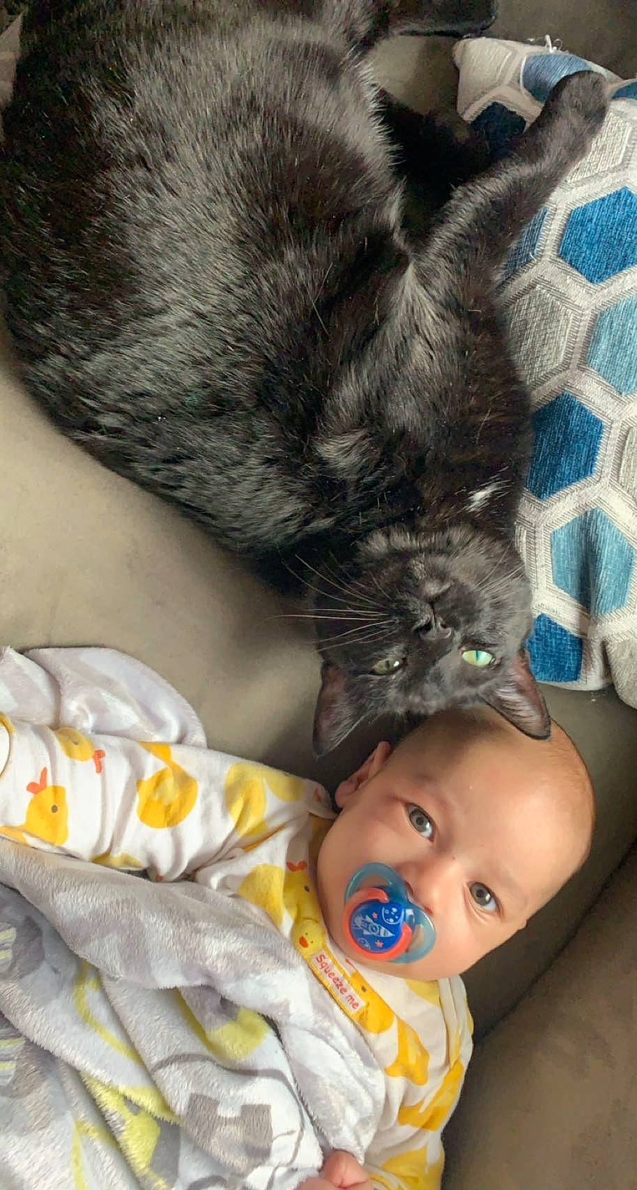 Karmello joined the competition — help win amazing prizes! baby, baby_toddler_clothing, carnivore, cat, cheek, comfort, dog_breed, ear, eye, face, felidae, gesture, iris, mouth, nose, person, skin, small_to_medium_sized_cats, tail, toddler
