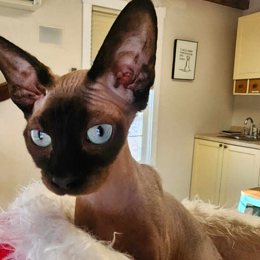 Miss Sassy Pants joined the competition — help win amazing prizes! animal, blanket, blue_eyes, cabinet, cat, close_up, curious, domestic, ears, face, fluffy, furniture, hairless_cat, indoor, kitchen, light, pet, sink, stool, window