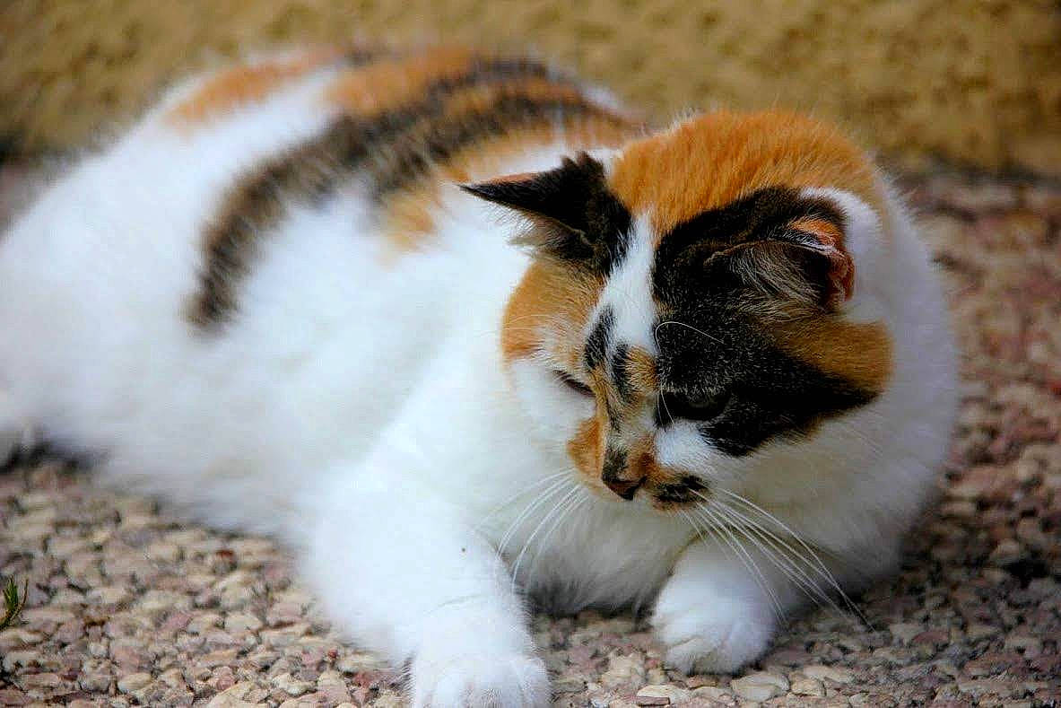 Bibiche participe au concours pour gagner de l'argent avec cette photo : aegean_cat, carnivore, cat, felidae, fur, kitten, mammal, munchkin, norwegian_forest_cat, polydactyl_cat, ragamuffin, small_to_medium_sized_cats, vertebrate, whiskers