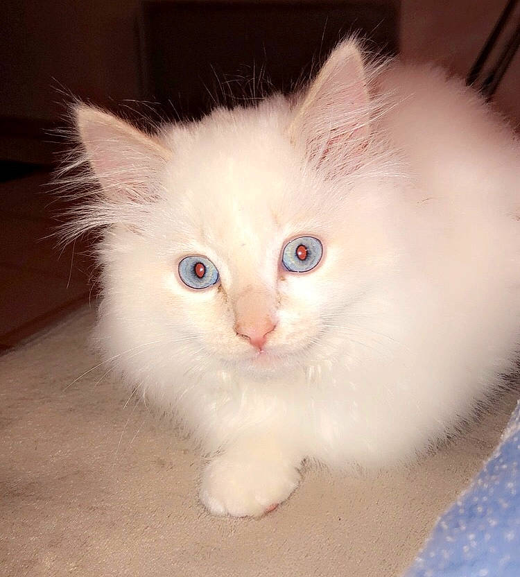 Chanel a rejoint le concours — aidez-le/la à gagner de superbes lots ! carnivore, cat, cat_supply, claw, domestic_short_haired_cat, ear, eye, fawn, felidae, fur, paw, small_to_medium_sized_cats, snout, tail, whiskers