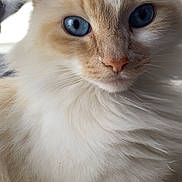 Chanel a rejoint le concours — aidez-le/la à gagner de superbes lots ! blue_eyes, cat, close_up, cream_fur, domestic_cat, ears, face, feline, fluffy, indoor, long_hair, pet, photograph, pink_nose, portrait, relaxed, soft_lighting, whisker_detail, whiskers, white_fur