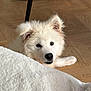 Yuki participe au concours pour gagner de l'argent avec cette photo : blanket, canine, cozy, curious, dog, ears, floor, fluffy, fur, head, home, indoor, nose, paw, pet, plant_pot, relaxed, table, white_dog, wooden_floor