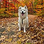 Yuki participe au concours pour gagner de l'argent avec cette photo : dog, white_dog, autumn, fall_leaves, forest, path, outdoor, nature, happy, smiling, tongue_out, canine, pet, seasonal, trees, leaf_litter, walking_path, fur, daylight, scenic