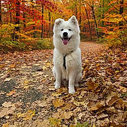 Yuki a rejoint le concours — aidez-le/la à gagner de superbes lots ! dog, white_dog, autumn, fall_leaves, forest, path, outdoor, nature, happy, smiling, tongue_out, canine, pet, seasonal, trees, leaf_litter, walking_path, fur, daylight, scenic