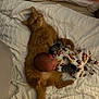 Chaseton is registered to the contest to win money with this photo: animal, baby, bed, blanket, cat, comfort, cozy, cute, ginger_cat, infant, nap, onesie, pet, resting, sleep, sleeping, soft, toddler, white_blanket, young_child