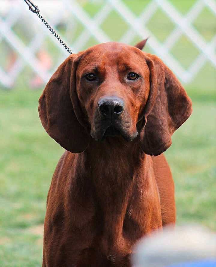Rebel is registered to the contest to win money with this photo: canidae, carnivore, companion_dog, dog, dog_breed, dog_collar, fawn, fur, gun_dog, hound, liver, pet_supply, snout, sporting_group, terrestrial_animal, whiskers, wildlife, wood, working_animal, working_dog