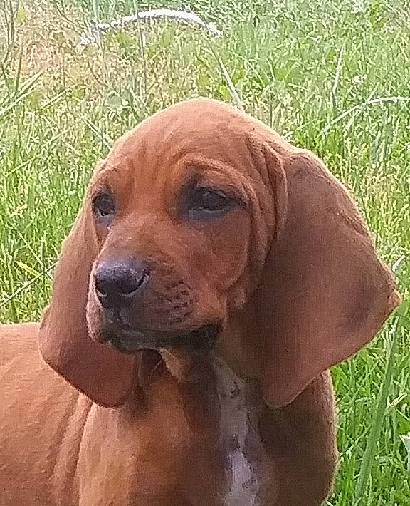 Lil-bit joined the competition — help win amazing prizes! bavarian_mountain_hound, bloodhound, broholmer, canidae, carnivore, companion_dog, coonhound, dog, dog_breed, hanover_hound, hound, mammal, portuguese_pointer, rare_breed_dog, redbone_coonhound, rhodesian_ridgeback, snout, sporting_group, tyrolean_hound, vertebrate