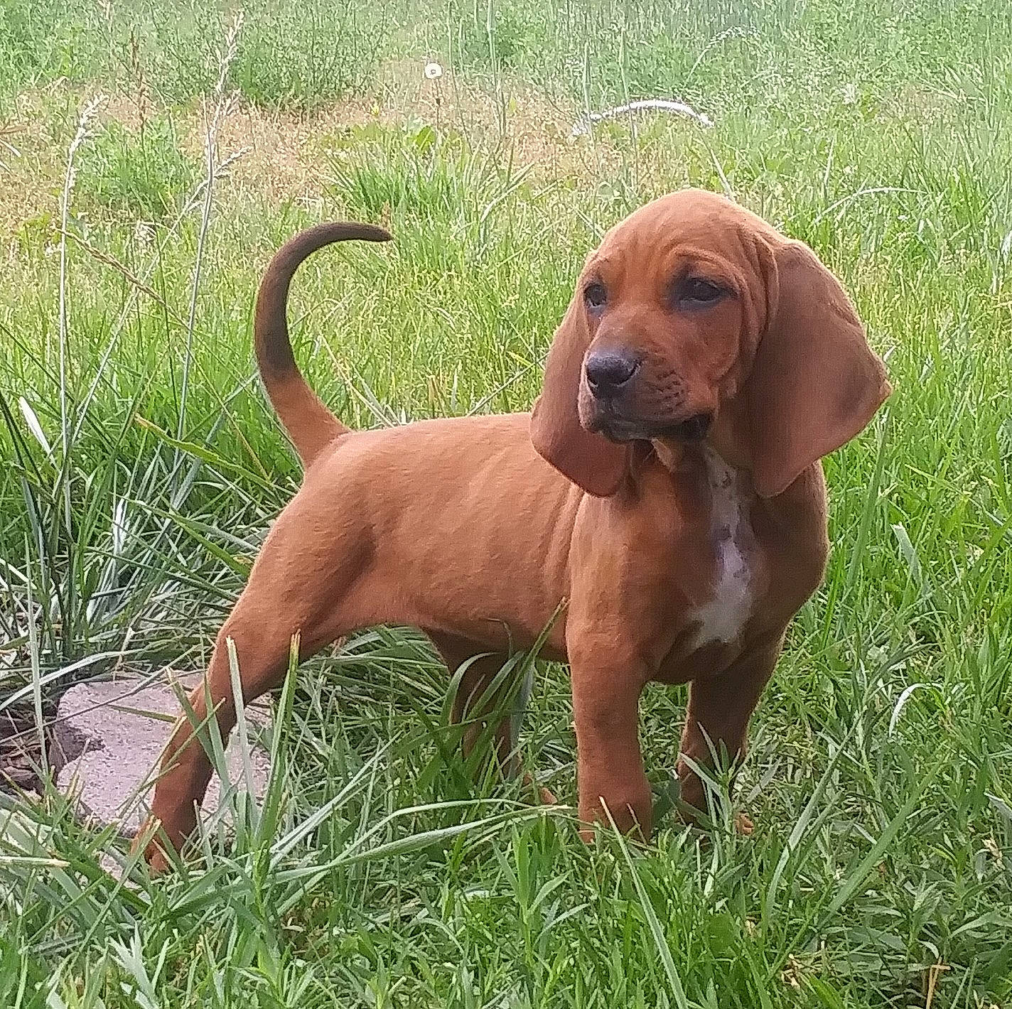 Lil-bit joined the competition — help win amazing prizes! bavarian_mountain_hound, canidae, carnivore, companion_dog, coonhound, dachshund, dog, dog_breed, fawn, hanover_hound, hound, hunting_dog, mammal, portuguese_pointer, rare_breed_dog, redbone_coonhound, sporting_group, tyrolean_hound, vertebrate
