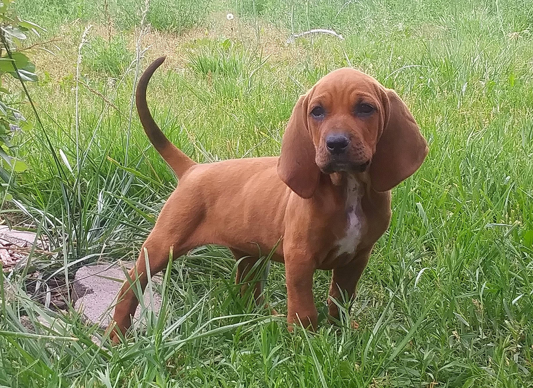Lil-bit is registered to the contest to win money with this photo: alpine_dachsbracke, bavarian_mountain_hound, canidae, carnivore, companion_dog, coonhound, dog, dog_breed, hound, hunting_dog, liver, mammal, portuguese_pointer, rare_breed_dog, redbone_coonhound, sporting_group, tyrolean_hound, vertebrate, vizsla, wirehaired_vizsla