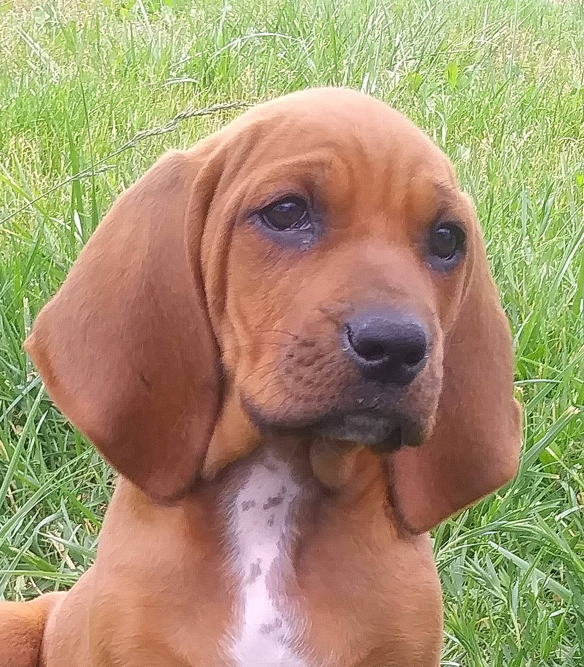 Lil-bit is registered to the contest to win money with this photo: beagador, black_mouth_cur, bloodhound, broholmer, canidae, carnivore, companion_dog, coonhound, dog, dog_breed, hound, mammal, portuguese_pointer, posavac_hound, rare_breed_dog, redbone_coonhound, rhodesian_ridgeback, snout, sporting_group, vertebrate