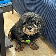 Bandit is registered to the contest to win money with this photo: dog, pet, small_dog, black_dog, curly_fur, collar, dog_tag, indoor, tile_floor, bed, blanket, furniture, paws, looking_at_camera, portrait, brown_markings, fluffy, ears, eyes, cute