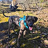 blonde_hair, brindle, bushes, canine, crouching, daylight, dog, forest, grass, happy, harness, moss, nature, outdoor, person, rocks, sunlight, tongue_out, trail, trees