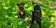 Honeyduke joined the competition — help win amazing prizes! dog, grass, outdoor, nature, pet, animal, sunlight, greenery, collar, playful, canine, park, summer, leaf, fur, muzzle, ears, paw, ground, daylight
