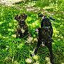 dog, grass, outdoor, nature, pet, animal, sunlight, greenery, collar, playful, canine, park, summer, leaf, fur, muzzle, ears, paw, ground, daylight