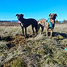 animal, black_dog, blue_sky, brown_dog, canine, daylight, dog, field, grass, harness, nature, outdoor, panting, pet, playful, sky, standing, sunny, tongue_out, two_dogs