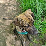 Honeyduke joined the competition — help win amazing prizes! dog, brindle, harness, sitting, dirt_path, grass, outdoor, pet, canine, animal, nature, leaf, ear, collar, paw, snout, fur, daylight, shadow, closeup