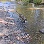 Honeyduke joined the competition — help win amazing prizes! dog, brindle, water, creek, rocks, outdoor, nature, trees, riverbank, playful, pet, animal, daylight, shallow_water, summer, canine, forest, splash, sunlight, wilderness