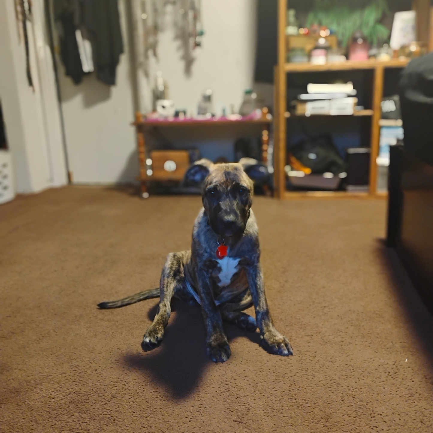 Honeyduke joined the competition — help win amazing prizes! animal, brindle, brown, carpet, clothes, collar, cute, dog, domestic, floor, furniture, home, indoor, living_room, pet, puppy, shadow, shelf, sitting, young