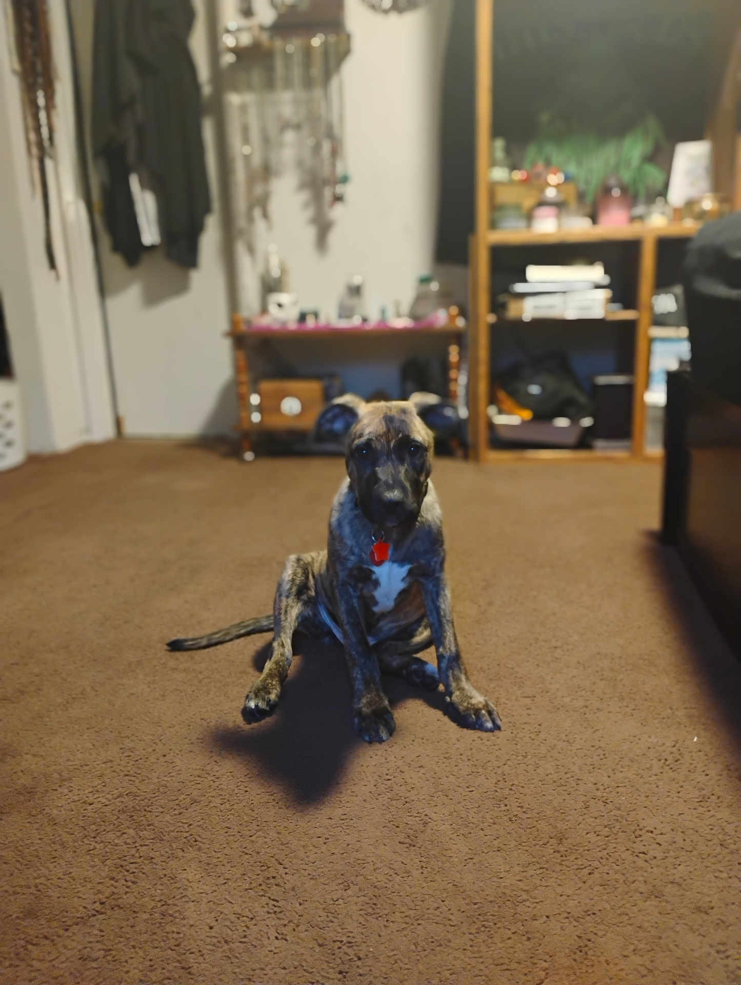 Honeyduke joined the competition — help win amazing prizes! dog, puppy, brindle, indoor, carpet, sitting, pet, living_room, furniture, shelf, clothes, collar, brown, cute, animal, young, floor, home, domestic, shadow