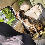 Honeyduke is registered to the contest to win money with this photo: dog, brindle, car_interior, back_seat, leather_seat, sunlight, window, collar, pet, domestic_animal, seat_belt, blanket, suburban, daylight, side_window, vehicle, canine, sitting, indoor, animal