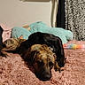Lucy Lu is registered to the contest to win money with this photo: dog, two_dogs, bed, blanket, plush, indoor, resting, sleeping, cozy, snuggling, furry, brown_dog, black_dog, pet, animal, cute, soft_texture, relaxing, home, companion