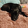 animal, bed, black_dog, blanket, comfort, cozy, cute, dog, domestic_animal, furry, home, indoor, lying_down, pet, pillow, relaxing, resting, sleepy, soft_texture, toy
