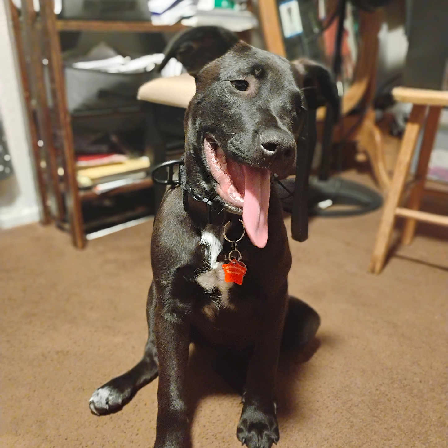 Lucy Lu