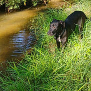 Lucy Lu is registered to the contest to win money with this photo: dog, black_dog, grass, stream, water, nature, outdoor, sunlight, greenery, plants, bushes, animal, pet, canine, daylight, riverbank, calm, field, collar, wildlife