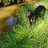 animal, black_dog, bushes, calm, canine, collar, daylight, dog, field, grass, greenery, nature, outdoor, pet, plants, riverbank, stream, sunlight, water, wildlife