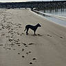 Lucy Lu joined the competition — help win amazing prizes! dog, beach, sand, footprints, paw_prints, water, pier, overcast_sky, shoreline, calm_water, outdoor, animal, quiet, nature, landscape, alone, walking, reflection, horizon, cloudy