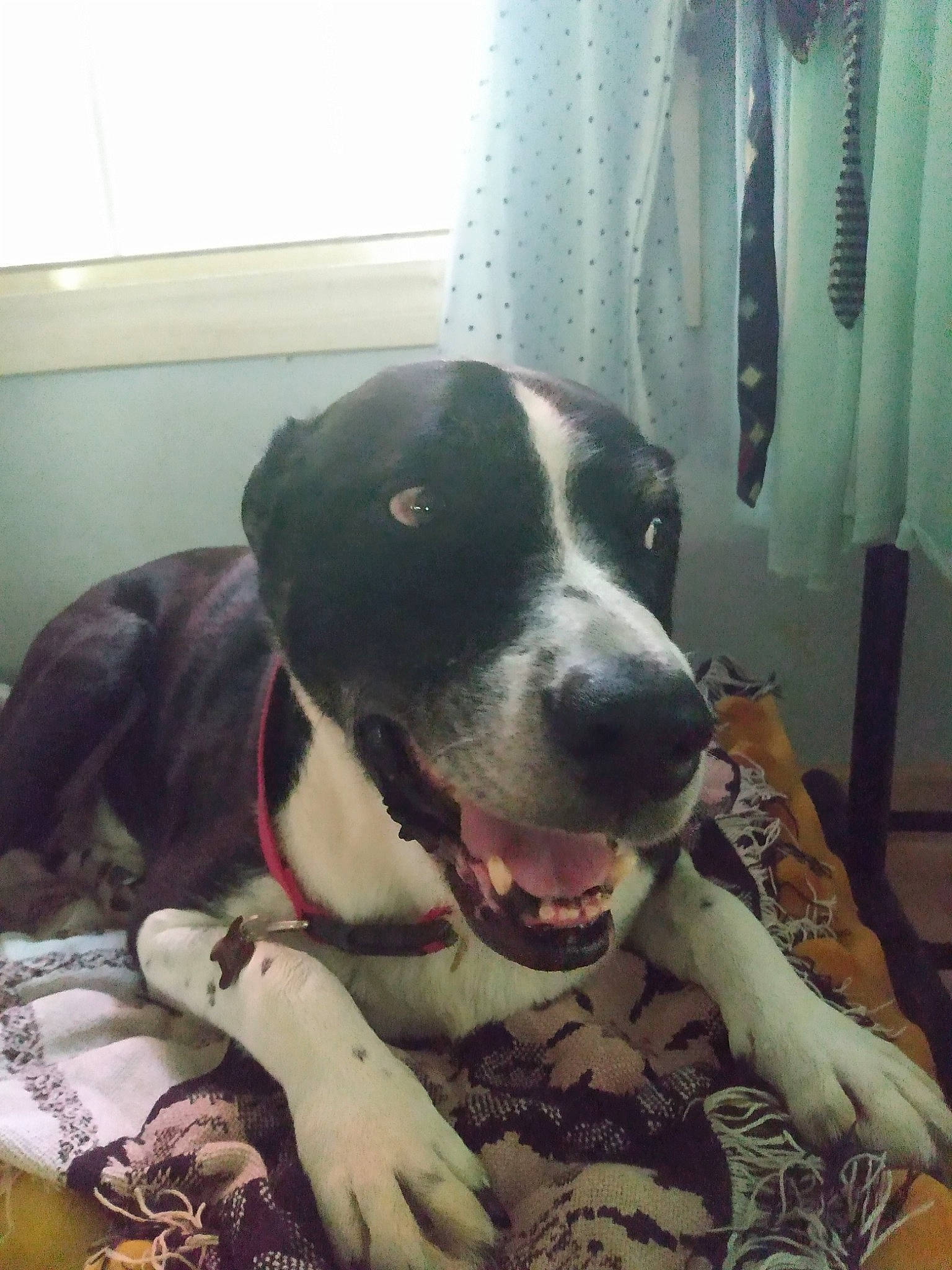 Taco is registered to the contest to win money with this photo: borador, canidae, carnivore, collar, comfort, companion_dog, curtain, dog, dog_breed, dog_collar, eye, fawn, fur, guard_dog, snout, sporting_group, whiskers, window, working_animal, working_dog