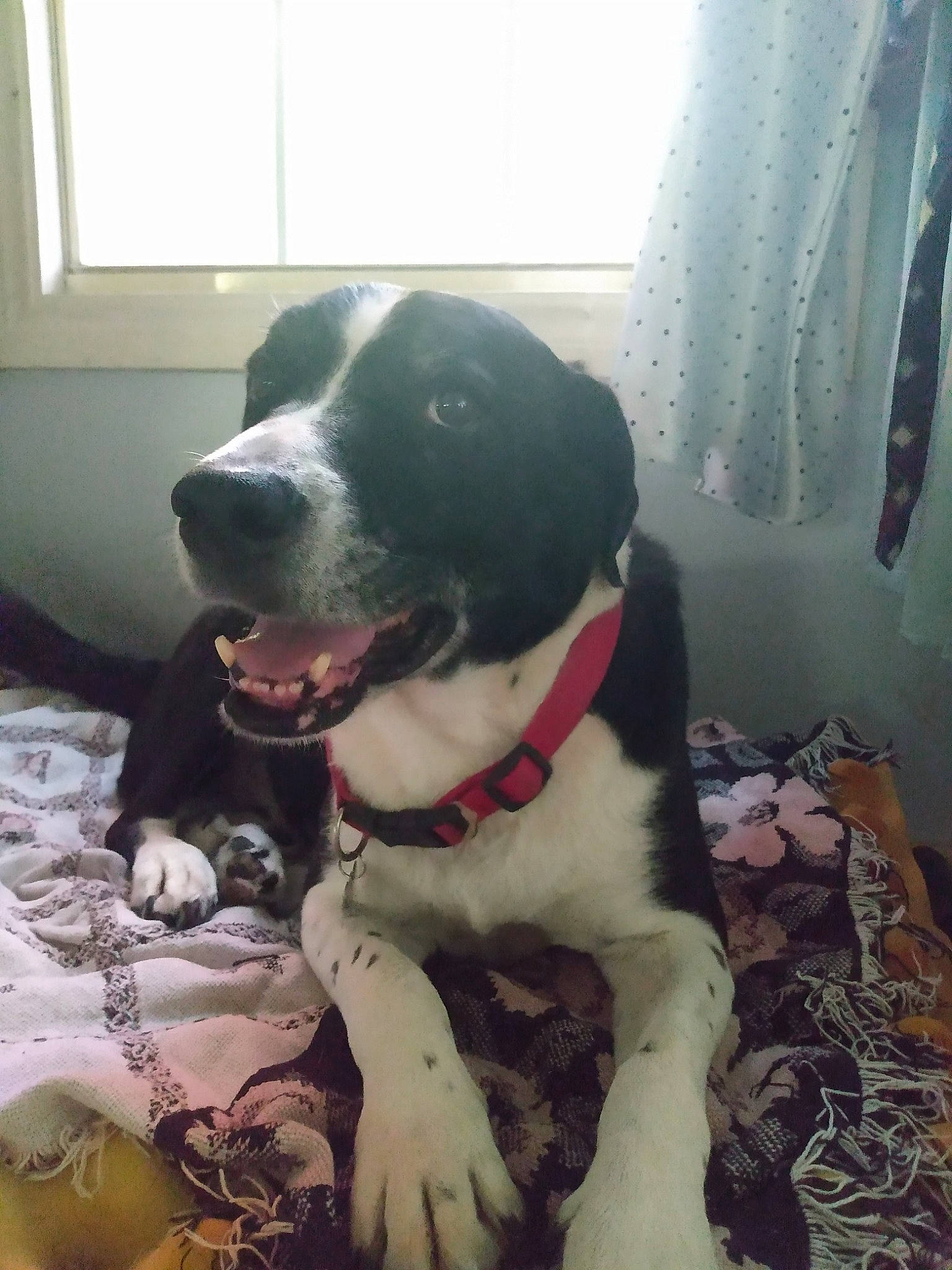 Taco joined the competition — help win amazing prizes! borador, canidae, carnivore, collar, companion_dog, curtain, dog, dog_breed, dog_collar, flooring, fur, guard_dog, leash, pet_supply, snout, sporting_group, whiskers, window, working_animal, working_dog