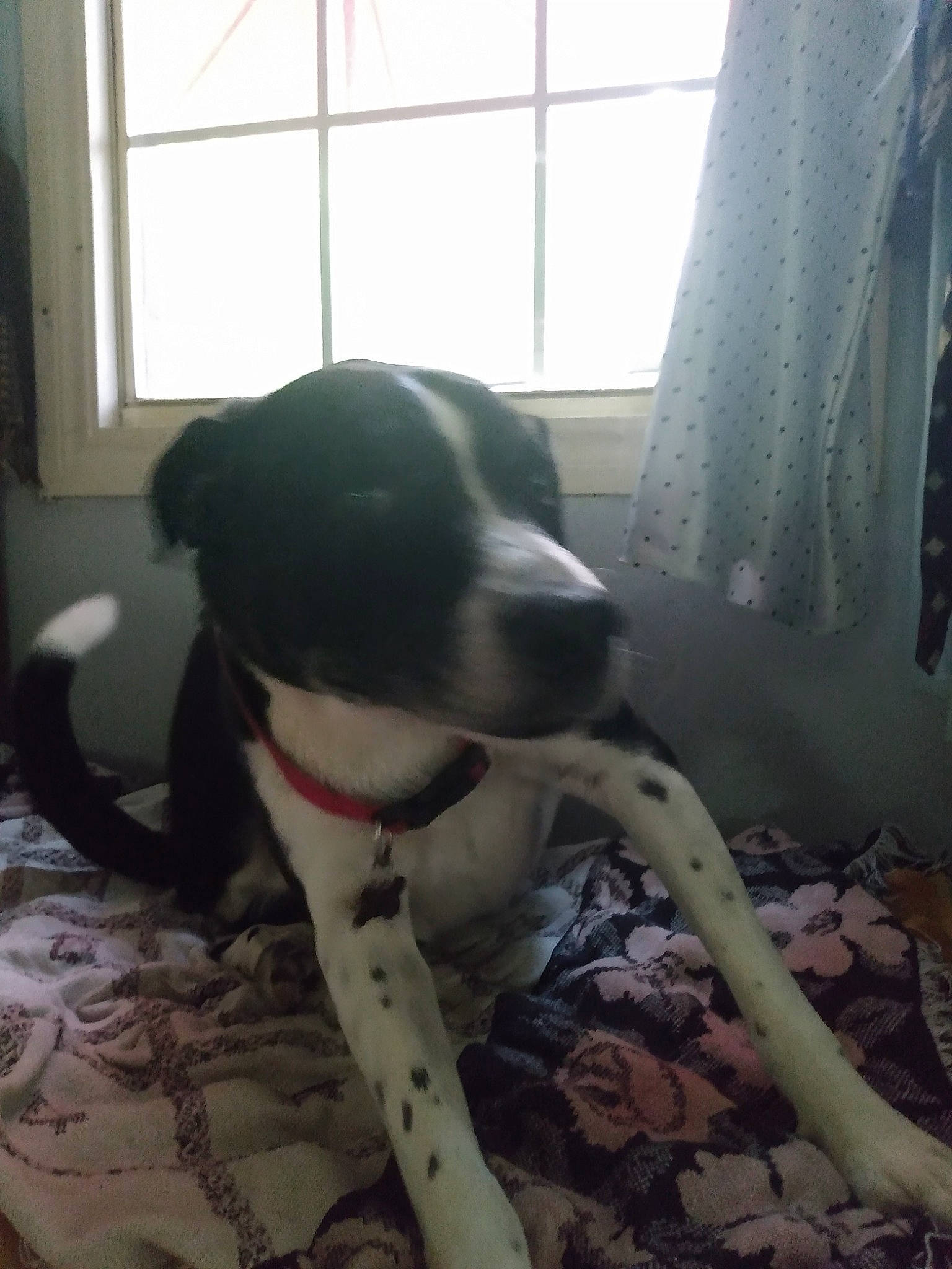 Taco joined the competition — help win amazing prizes! canidae, carnivore, collar, companion_dog, curtain, dog, dog_breed, dog_collar, fawn, floor, flooring, gun_dog, house, paw, snout, tail, whiskers, window, working_animal, working_dog