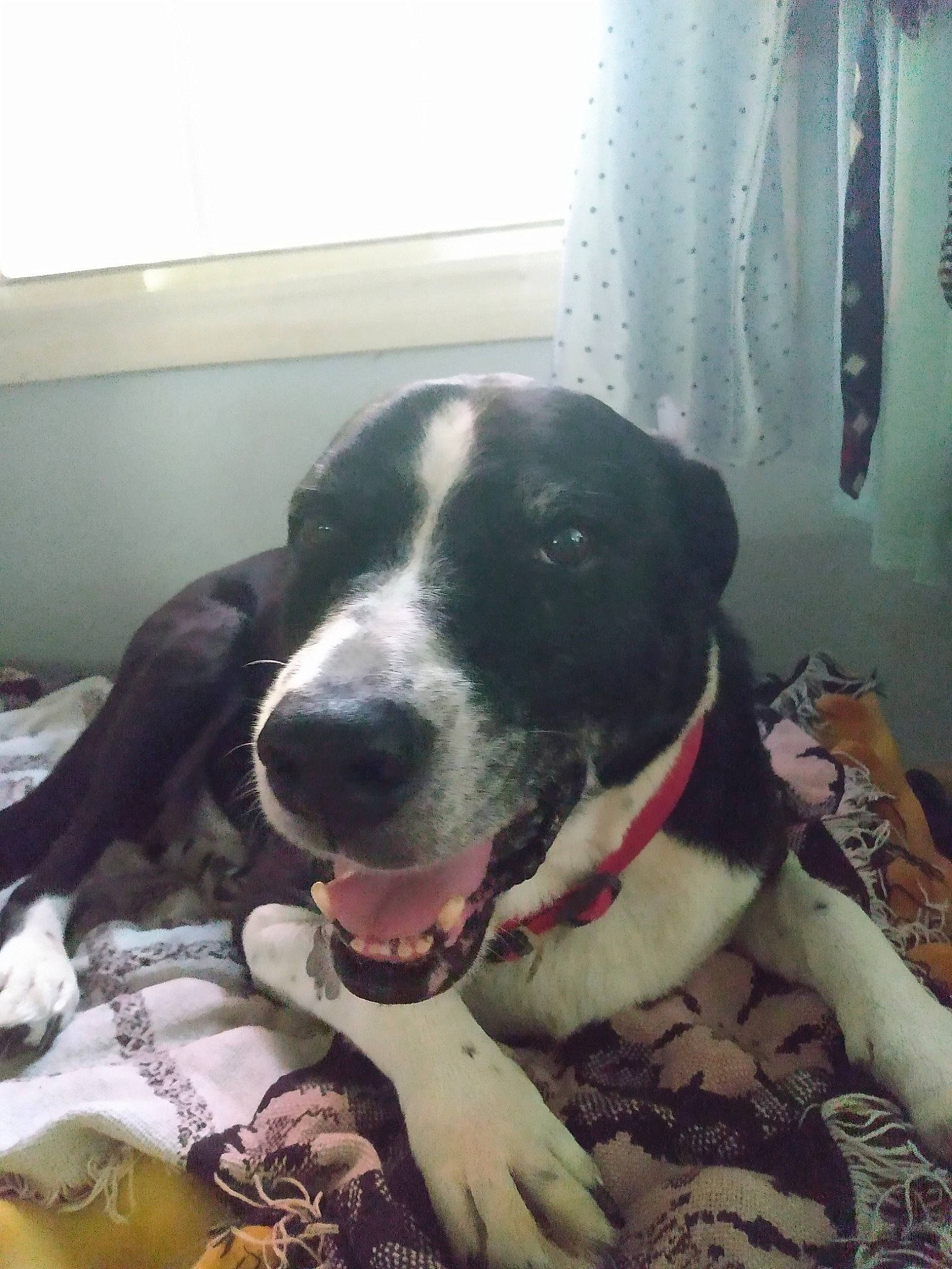 Taco is registered to the contest to win money with this photo: borador, canidae, carnivore, chair, collar, comfort, companion_dog, curtain, dog, dog_breed, dog_collar, flooring, fur, guard_dog, snout, sporting_group, whiskers, window, working_animal, working_dog