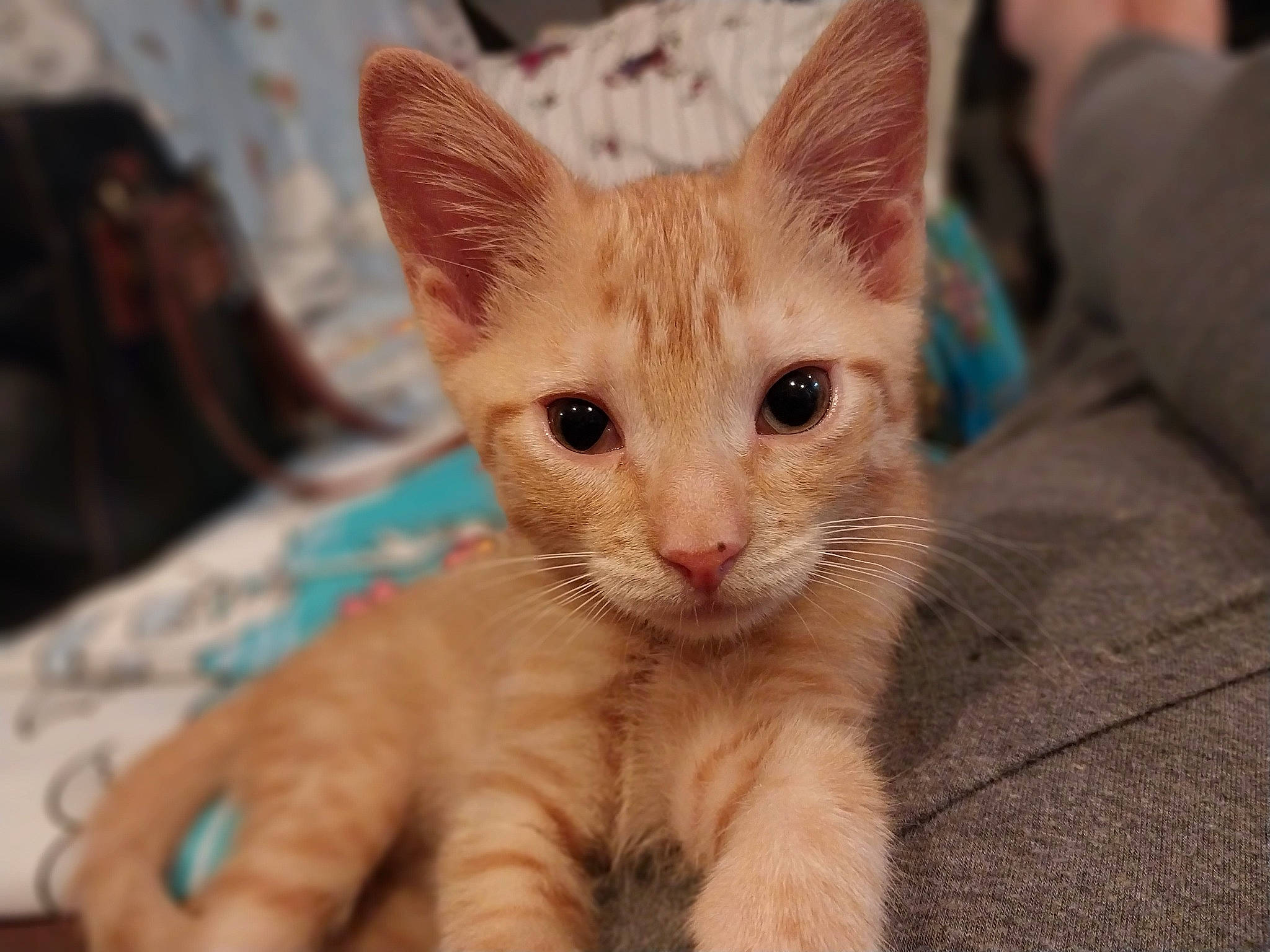 Punkin joined the competition — help win amazing prizes! carnivore, cat, claw, domestic_short_haired_cat, fawn, felidae, fur, paw, small_to_medium_sized_cats, snout, tail, terrestrial_animal, whiskers