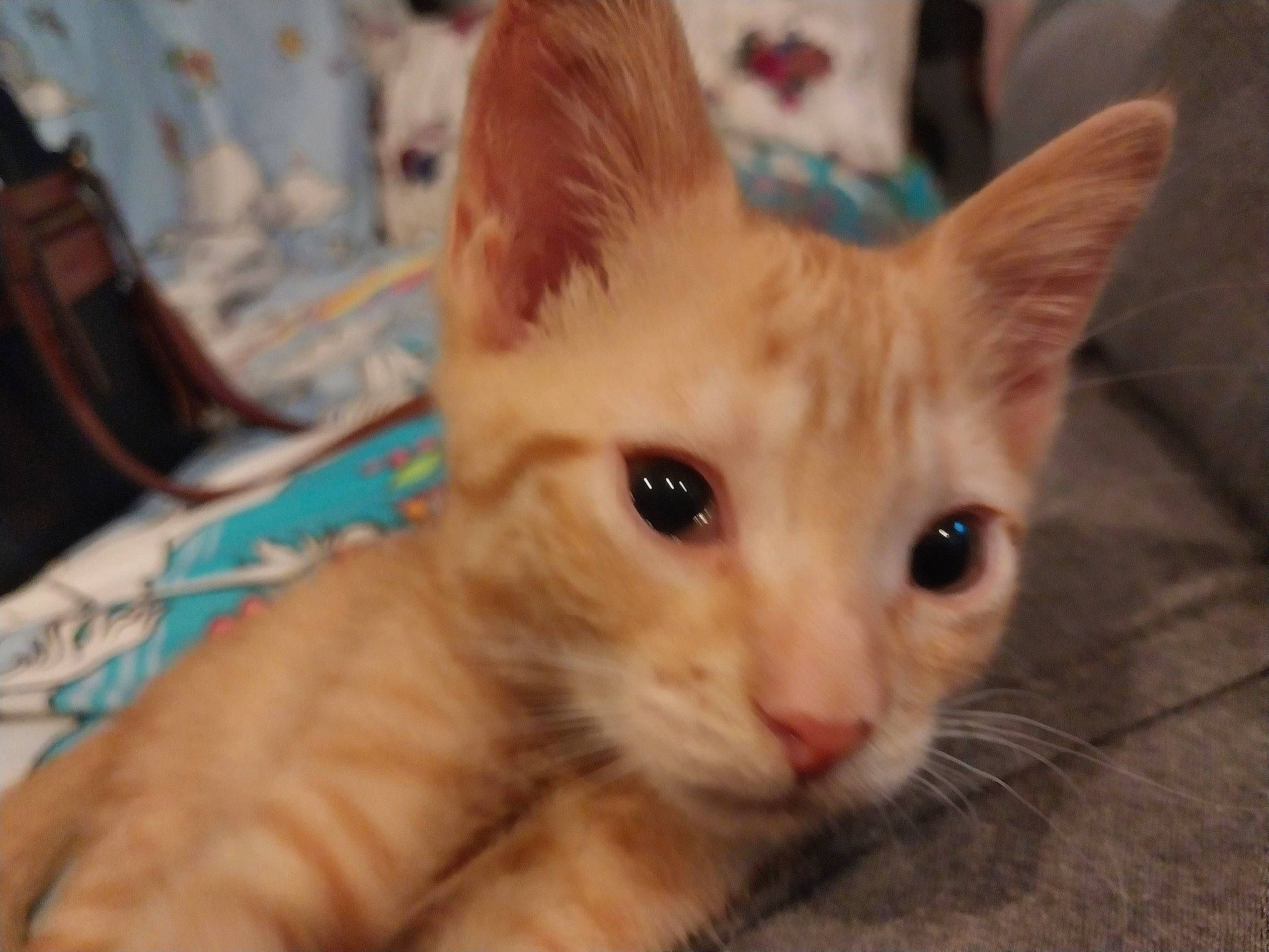 Punkin is registered to the contest to win money with this photo: carnivore, cat, claw, domestic_short_haired_cat, fawn, felidae, fur, iris, paw, small_to_medium_sized_cats, snout, tableware, tail, whiskers