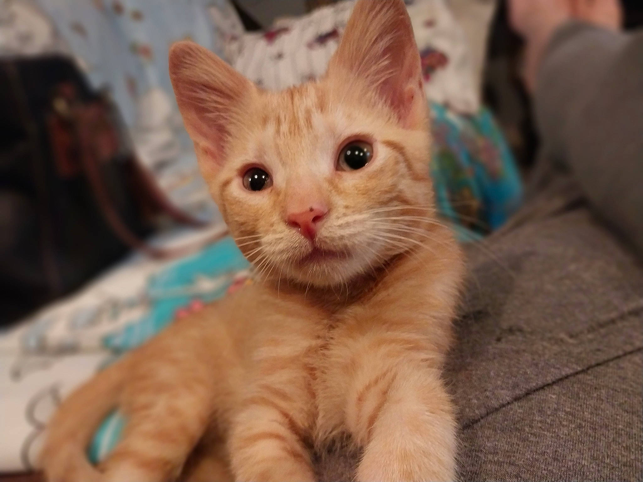 Punkin joined the competition — help win amazing prizes! carnivore, cat, claw, domestic_short_haired_cat, fawn, felidae, fur, paw, small_to_medium_sized_cats, snout, tail, terrestrial_animal, whiskers