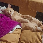 Mr. Friendly is registered to the contest to win money with this photo: cat, ginger_cat, couch, purple_towel, relaxed, indoor, furniture, pet, cozy, resting, fur, cute, animal, home, wood_floor, chair, blanket, domestic, comfort, lazy