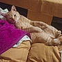 animal, blanket, cat, chair, comfort, couch, cozy, cute, domestic, fur, furniture, ginger_cat, home, indoor, lazy, pet, purple_towel, relaxed, resting, wood_floor