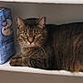 animal, brown, cat, curious, domestic, feline, flour_bag, food_package, household, indoor, kitchen, looking, pet, relaxed, resting, shelf, still_life, striped, tabby_cat, white_shelf