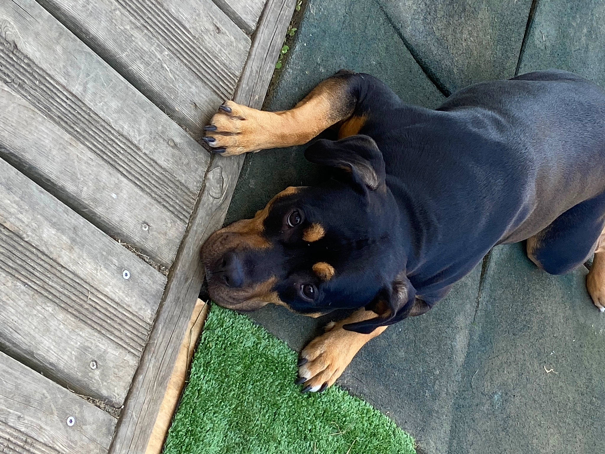 Keyla a rejoint le concours — aidez-le/la à gagner de superbes lots ! canidae, carnivore, companion_dog, dog, dog_breed, fawn, grass, grey, guard_dog, hound, hunting_dog, lithuanian_hound, terrestrial_animal, wood, working_animal, working_dog