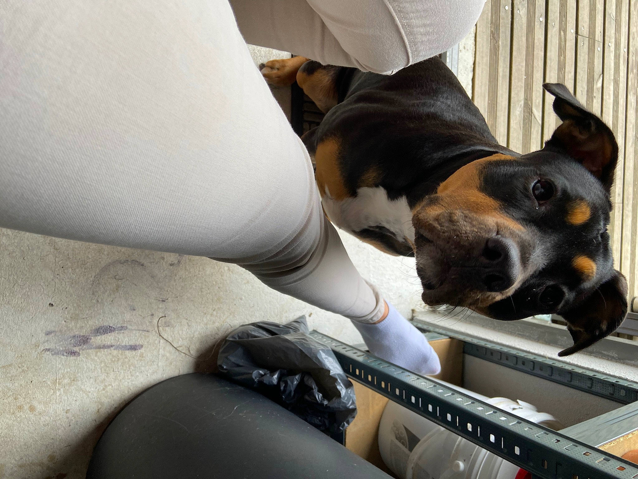 Keyla a rejoint le concours — aidez-le/la à gagner de superbes lots ! auto_part, automotive_design, automotive_exterior, canidae, car, car_seat, carnivore, comfort, companion_dog, dog, dog_breed, motor_vehicle, personal_luxury_car, snout, sporting_group, steering_wheel, vehicle, vehicle_door, windshield, working_animal