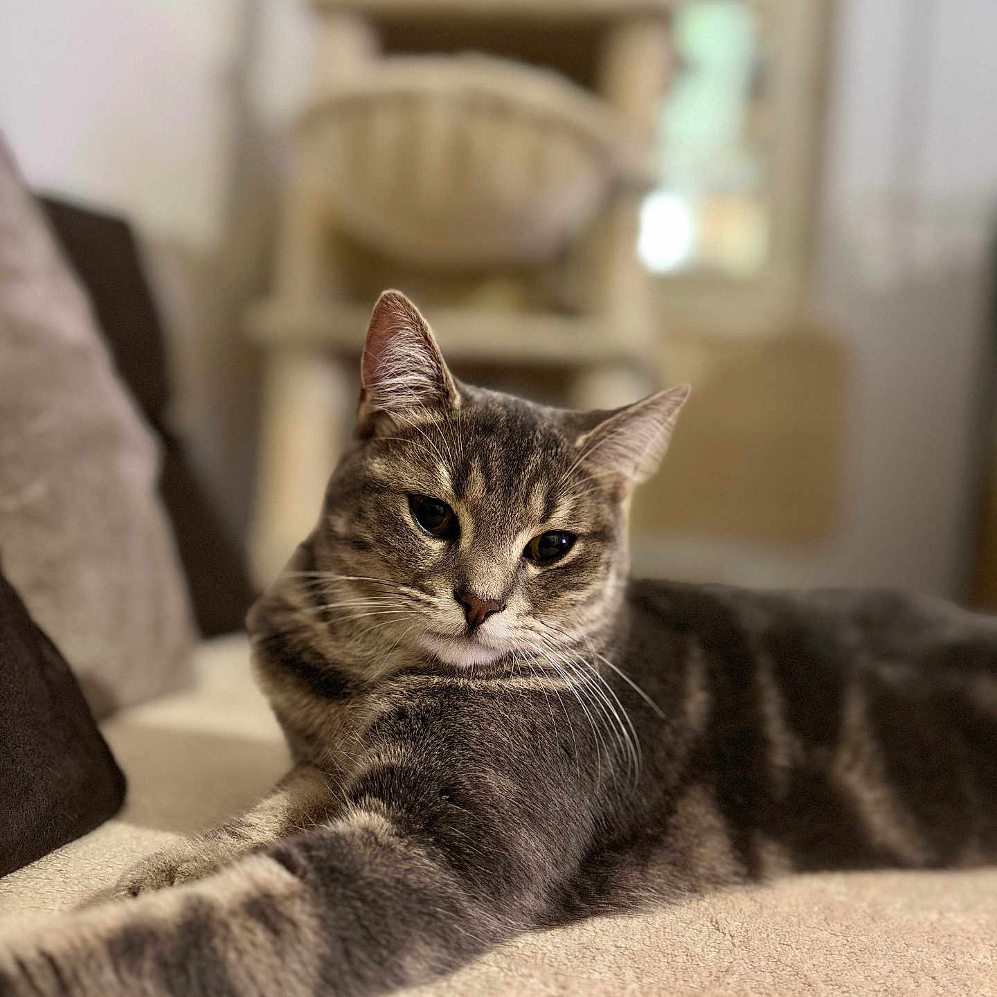 Bella participe au concours pour gagner de l'argent avec cette photo : abyssinian, animal, architecture, armchair, blanket, building, cat, chair, couch, cushion, furniture, hardwood, homedecor, indoors, kitten, livingroom, manx, pet, room, wood
