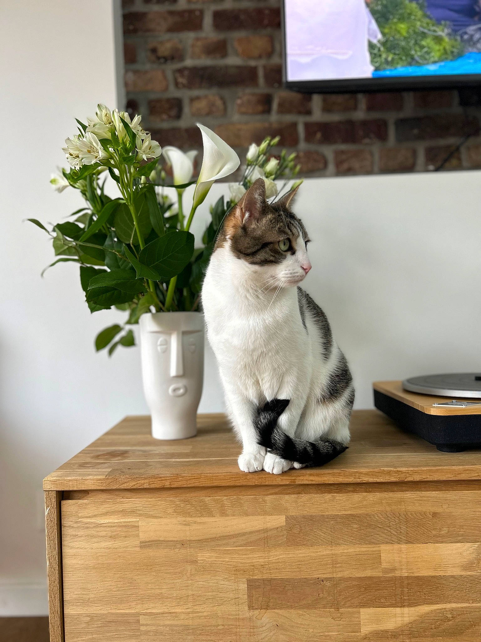 Ninja participe au concours pour gagner de l'argent avec cette photo : carnivore, cat, domestic_short_haired_cat, drawer, felidae, flooring, flower, flowerpot, fur, grass, grey, hardwood, houseplant, plant, small_to_medium_sized_cats, tail, vase, whiskers, window, wood